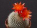064 Brazilicactus haselbergii
