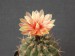 167 Pyrhocactus chilensis jizne Valparaiso LS 139