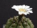 162 Gymnocal.baldianum bily kvet