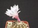 246 Gymno.ragonesii ruzovy kvet